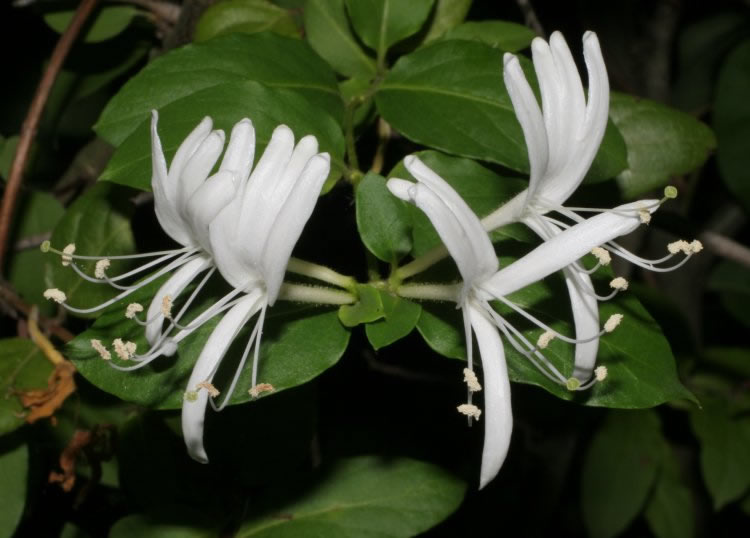 پیچ امین الدوله